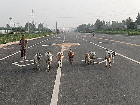 公路放羊