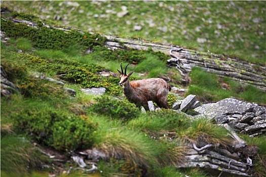野生,岩羚羊,阿尔卑斯山