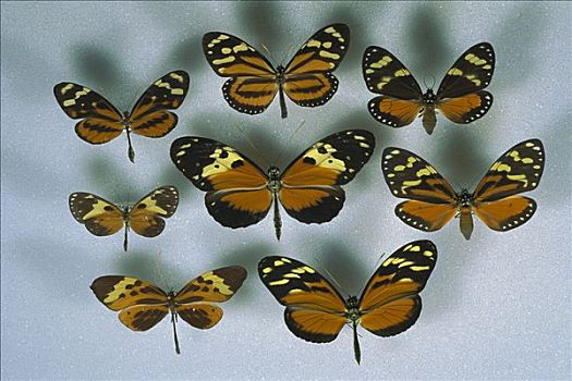 物种,蝴蝶,两个,蛾子,中间,模型,科罗拉多岛,巴拿马