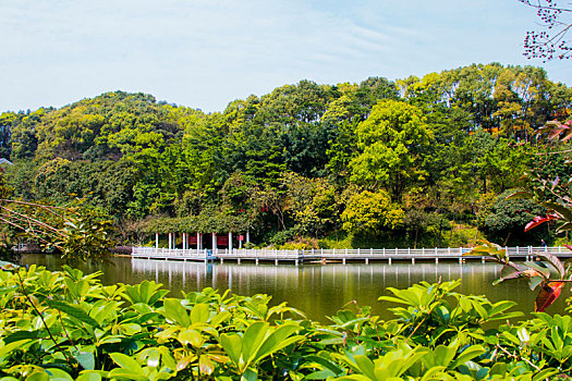 广州三月阳光明媚,春天帽峰山公园,踏青,春游