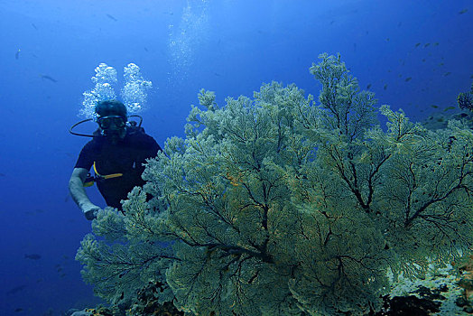 潜水,海洋,柳珊瑚目,四王群岛,西巴布亚,印度尼西亚,亚洲