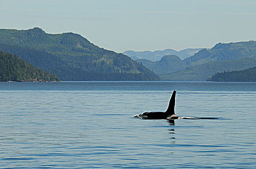 行凶,鲸,成年,雄性,表面,沿岸,不列颠哥伦比亚省,加拿大