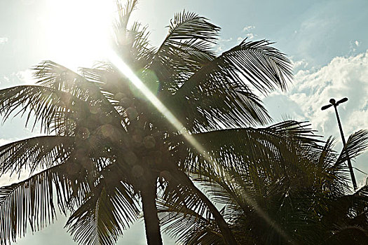 棕榈树,阳光,里约热内卢,巴西