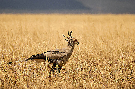 蛇鹫,大,陆地,猛禽,塞伦盖蒂国家公园,坦桑尼亚