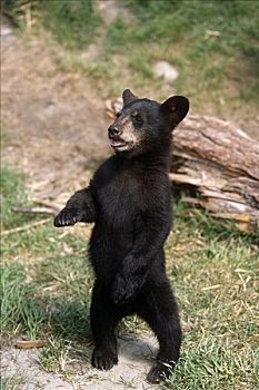 幼兽,黑熊,站立,俘获,阿拉斯加野生动物保护中心,夏天