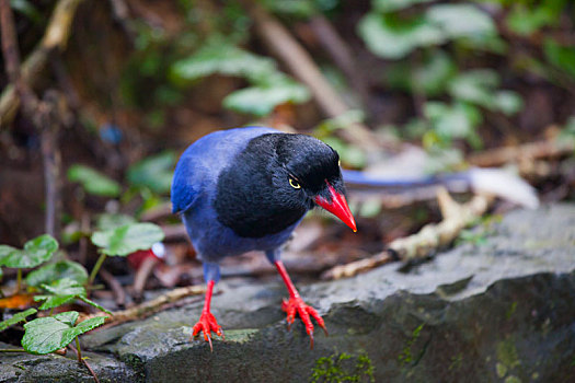 台北近郊特有的鸟类台湾蓝鹊