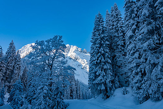 冬日树林,积雪,山,提洛尔,奥地利,欧洲