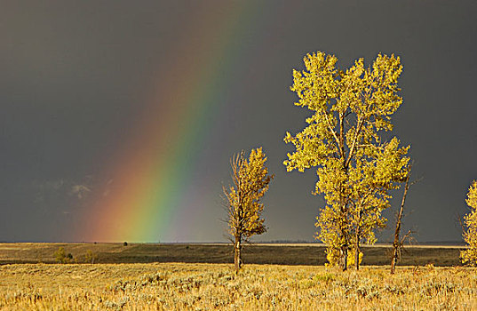 彩虹,树,暗色,天空,黄石国家公园,美国
