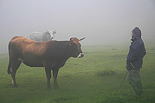 母牛,薄雾