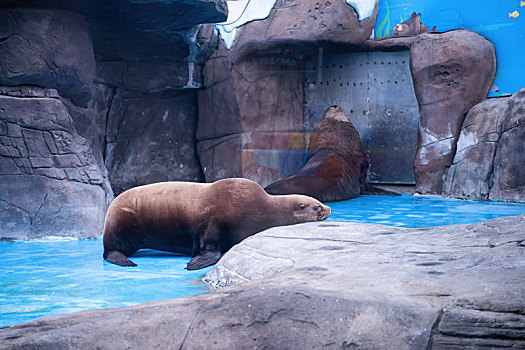 四川成都极地海洋公园里正在休息的海豹
