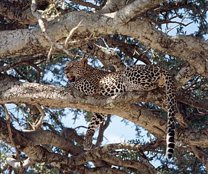 雄性,豹,休息,马塞马拉野生动物保护区