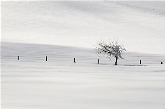 孤树,雪景