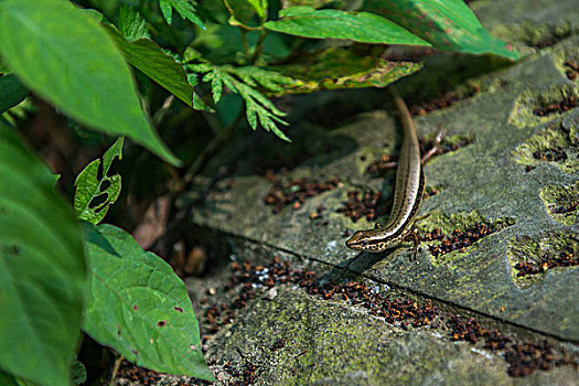 四脚蛇俗称蜥蜴和石龙子