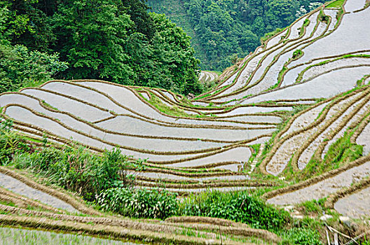 桂林梯田风光