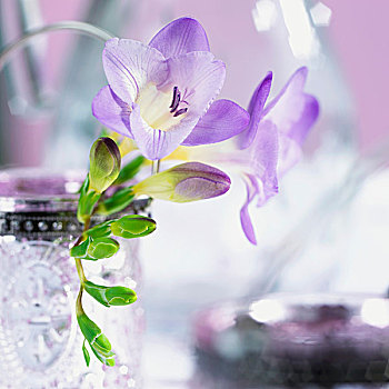 紫色,小苍兰属植物,花,花瓶