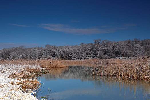 湿地,风景,冬天,生物保护区,中间,萨克森安哈尔特,德国,欧洲