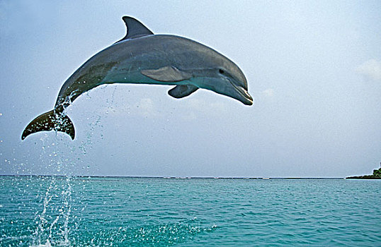 宽吻海豚,海豚,宽吻海豚属,成年,跳跃,洪都拉斯