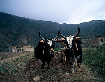 四川罗城农村田地里的牛在耕地