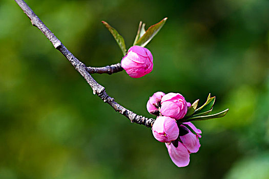 碧桃花