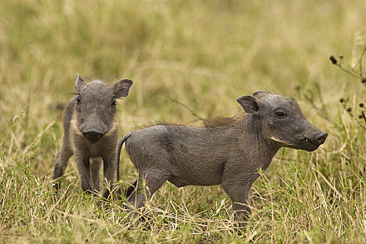 疣猪,小猪,马赛马拉,肯尼亚,非洲