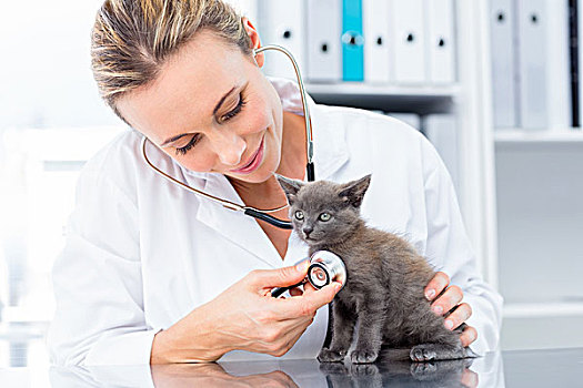 兽医,检查,小猫,听诊器