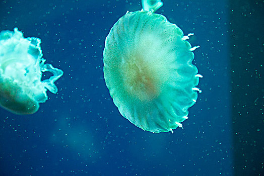 绚丽的海洋生物水母