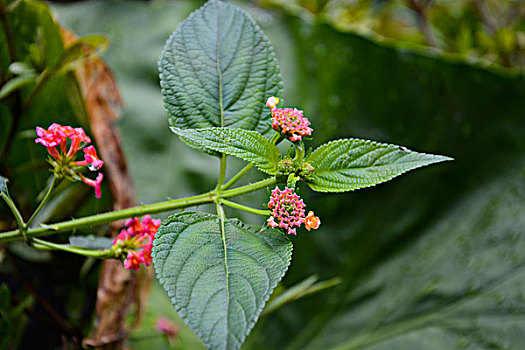 对称的花