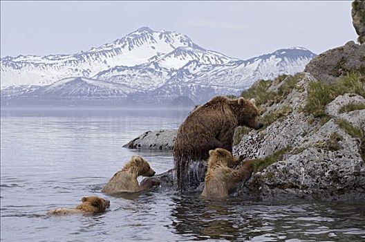棕熊,母兽,三个,幼兽,岸边,游泳,堪察加半岛,俄罗斯