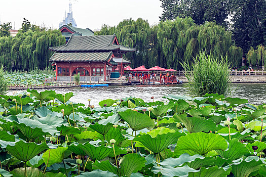 济南市大明湖风景区荷塘后面的水榭古建筑