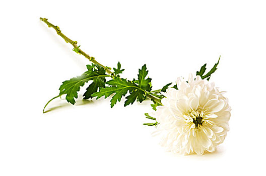 菊花,隔绝,白色背景