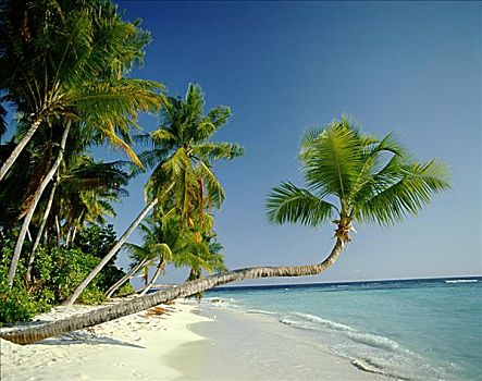 环礁,棕榈树,热带沙滩,海洋,沙子,马尔代夫,印度洋