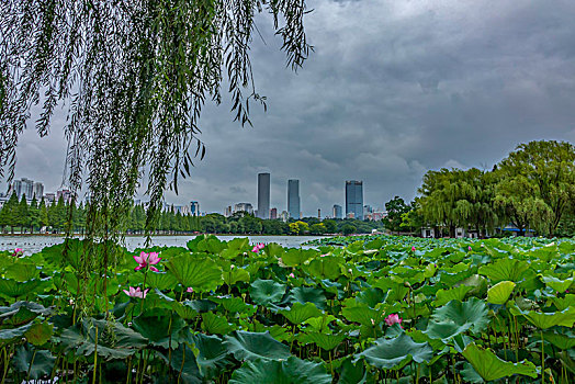 花蕾图片_花蕾图片大全_花蕾图片下载_全景图库