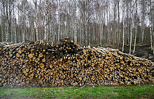 木材场,靠近,里加,拉脱维亚