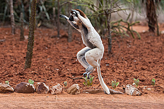 跳跃,维氏冕狐猴,马达加斯加,非洲