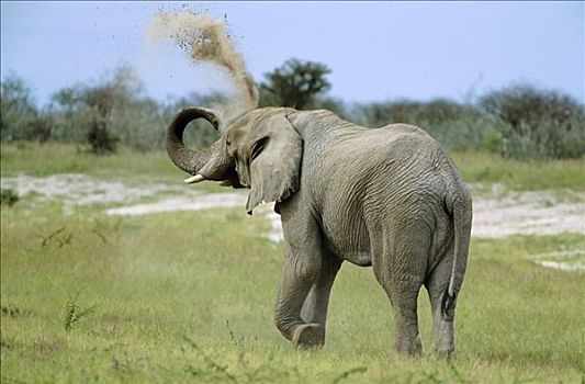 非洲象,投掷,沙子,埃托沙国家公园,纳米比亚