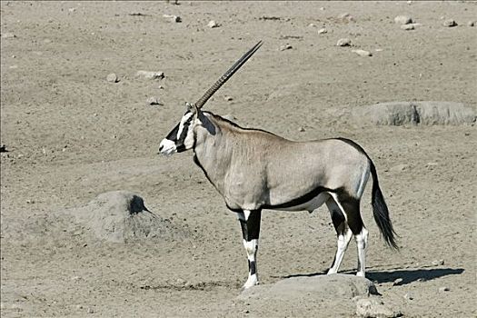 南非大羚羊,羚羊,埃托沙国家公园,非洲,纳米比亚