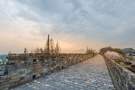 樱花,盛开,南京,玄武湖公园