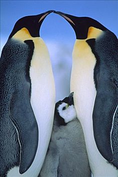 帝企鹅,一对,幼禽,阿特卡湾,公主,海岸,威德尔海,南极