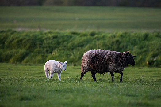 德国乡村生活绵羊羊羔