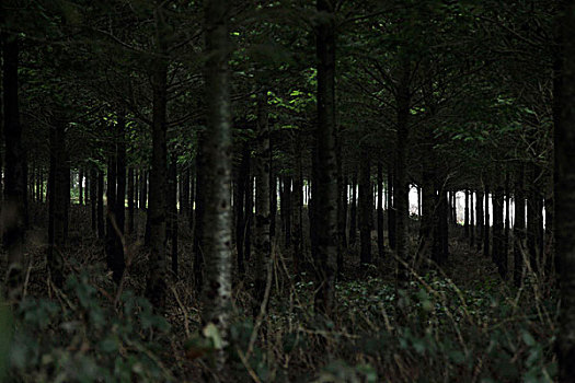 暗色,树林