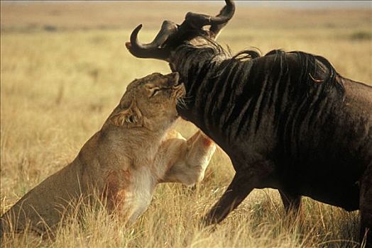 非洲狮,狮子,雌性,杀戮,蓝角马,角马,塞伦盖蒂国家公园,坦桑尼亚