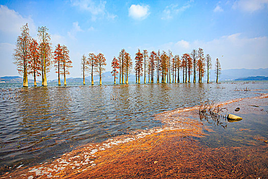 秋色,秋意,水杉,树林