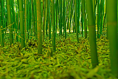竹丛图片