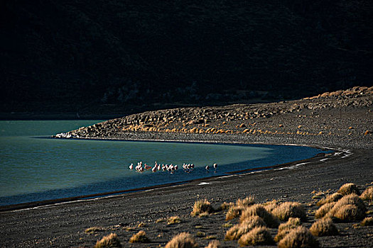 智利红鹤,蓝色背景,湖,托雷德裴恩国家公园,巴塔哥尼亚,区域,南方,智利