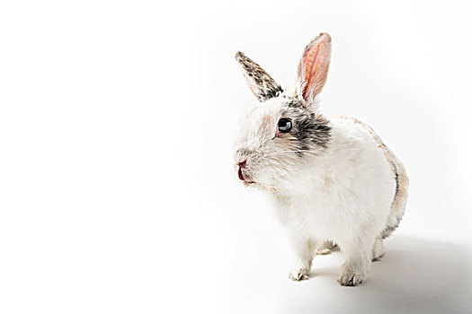 兔子,白色背景,背景