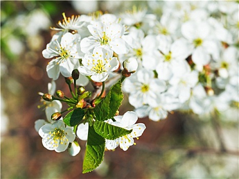 白花,樱桃树,细枝,特写