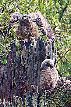两个,大雕鸮,栖息,枯木,维多利亚,温哥华岛,不列颠哥伦比亚省,加拿大
