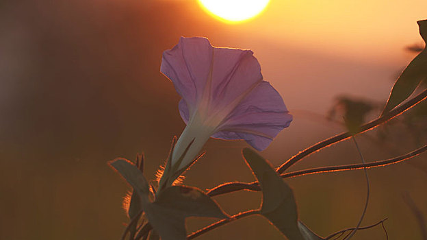 出下,的花