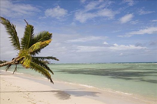 海滩,棕榈树,岛屿,马达加斯加,非洲