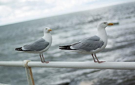 两个,海鸥,散步场所,栏杆